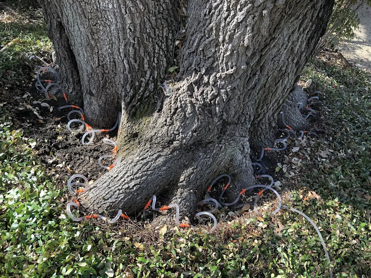 Detailed Tree Cabling and Bracing job site in Parkhill