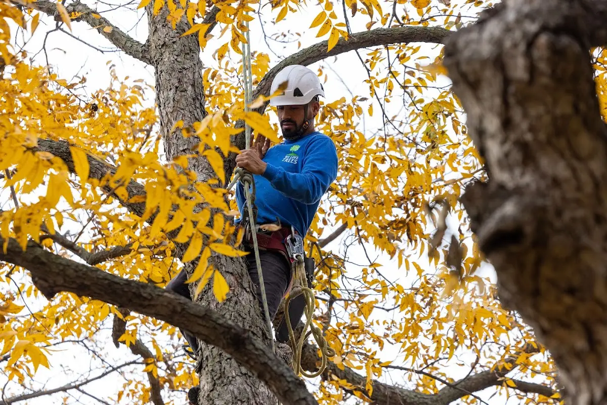 Skilled Tree Trimming crew working in Parkhill